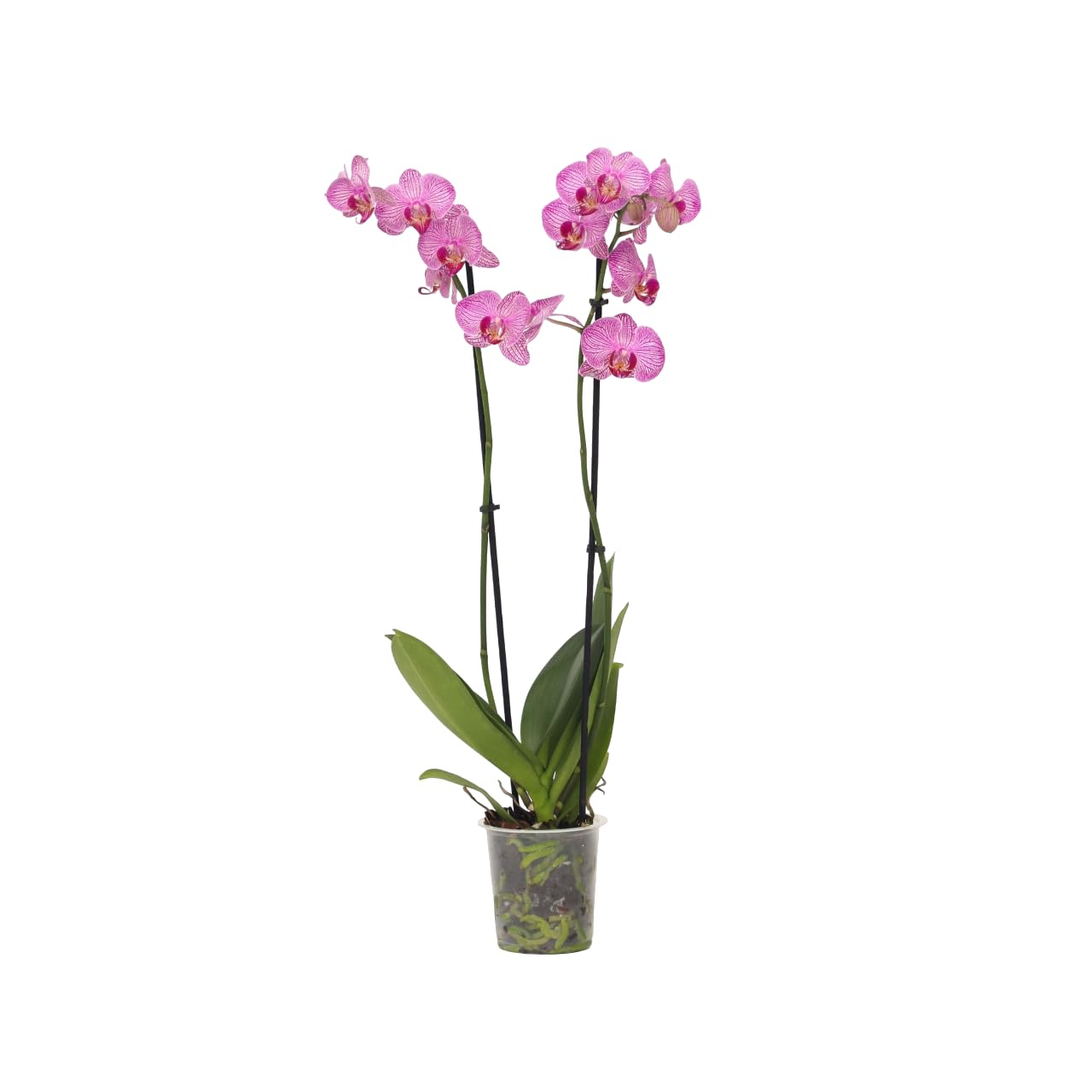 Plant in a Box - Phalaenopsis - Orchidée Pourpre - Plante d'intérieur à fleurs - Aime les chats - Pot 12cm - Hauteur 50-60cm
