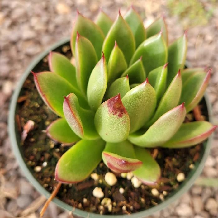 Suculenta Echeveria agavoides 'Christmas' de 4 pulgadas  Hermosa planta decorativa
