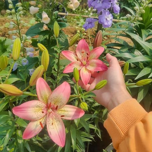 semillas de lirio resistentes - plantas decorativas semillas exóticas Plantas resistentes al invierno para macetas balcón resistentes flores de jardín resistentes plantando 40pcs