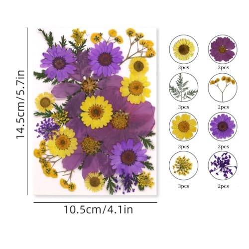Set de flores secas prensadas naturales para manualidades miniatura 4