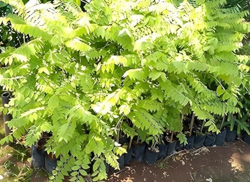 Image of inchGarden Star Gooseberry inch Live Plant (Tropical Fruit, 1-2 Feet) Healthy Live Plant for Home Garden Plants tree Pack of 1