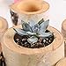 Christmas Birch Tealight Holder Real Birch Log Candle Holders Wooden Tealight Candleholder Succulent Plant Holder for Home Party Fireplace Decoration (Pack of 4 Same Height 2.36