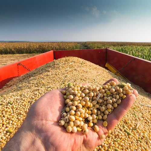 Soybeans Looking For A Silver Bullet Following Shift From China