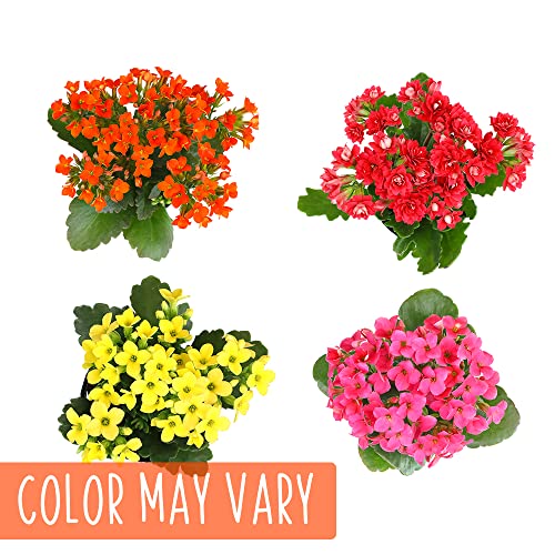 Kalanchoe Plant Succulents Plants Live Houseplants In White Planter, Live Succulents Live House Plants, Succulent Plants Live Plants Indoor Plants, Live Succulent Plant Lover Gifts By Plants For Pets #TOP6