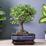 Bonsai Zelkova in Ceramic with Saucer Gift Wrapped House Plant Half-Hardy Tree Houseplant Plants Easy to Grow Your Own 1x 12cm Potted Plant by Thompson and Morgan