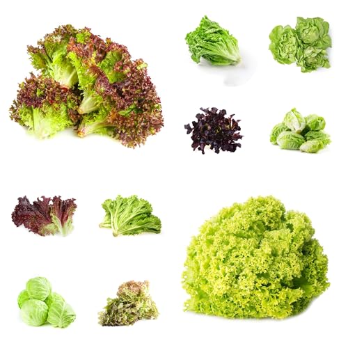semi di lattuga, da giardino roccioso re lattuga, semi di giardino sostenibili aiuole rialzate da esterno rare 1000pcs