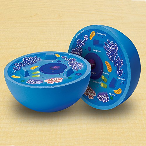Image of Learning Resources Cross-Section Animal Cell Model