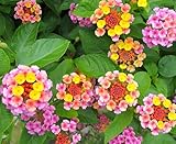 Lantana Mix 100+ Seeds Flowers Planting for Outdoor or Indoor