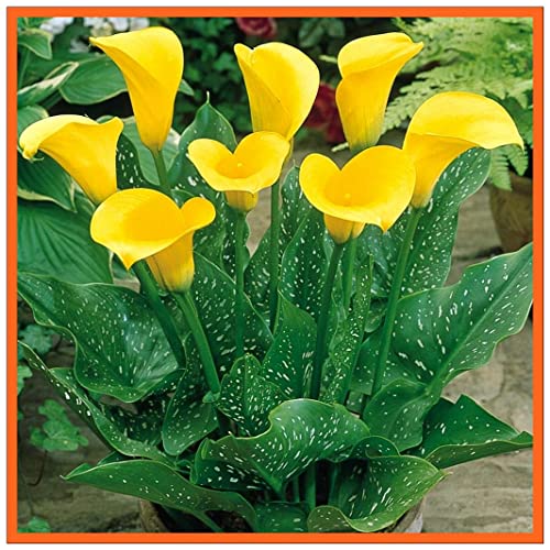 Bulbi di calla Calla Lily Bulbi Piacevole Piantare Fascino Graziosa Decorazione Perenne Balcone