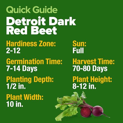 image for HOME GROWN Detroit Dark Red Beet Seeds 500+ Heirloom Non GMO Seeds for