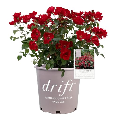 2 Gallon Scarlet Drift Rose