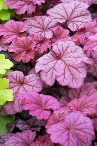 Berry Smoothie Heuchera in 3 inch Size Plugs/Coral Bells—Plugs Removed from Tray, and Stretch Wrapped for Transit (3)