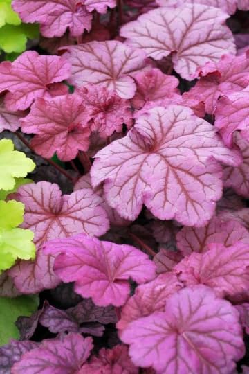 Berry Smoothie Heuchera