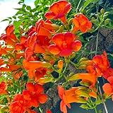 Trompetenblume, Campsis grandiflora, alte sorten wildblumensamen Trompetenblume Kletterpflanze, schnellwachsend wildblumensamen mehrjährig 100Samen
