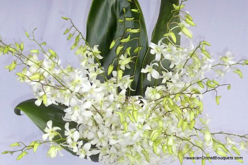 Enchanting Orchids #TOP12