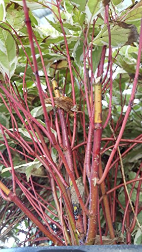 Cornus Alba 'Ivory Halo' (Varigated Dogwood) Shrub, White Flowers With Varigated Foliage, #3 - Size Container #TOP4