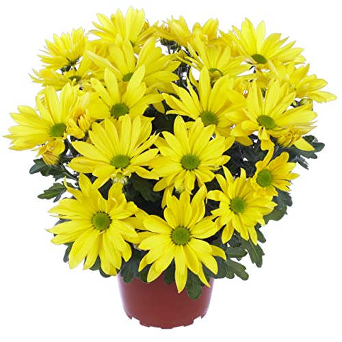 Chrysanthemum Flor Amarilla Planta Natural Crisantemo Amarillo