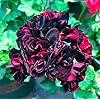 Generic 5st Black Rose Pelargonium geranium bloemzaden