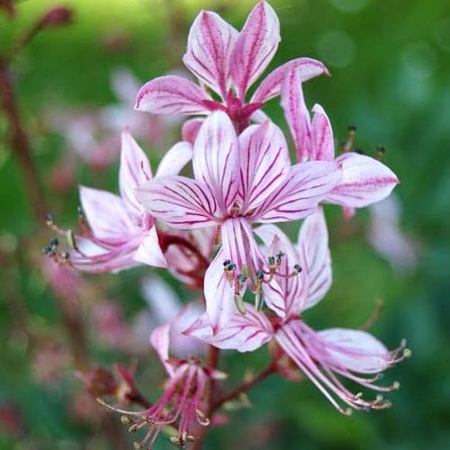 Plant World Seeds - Dictamnus Albus VAR. Purpureus Seeds (Perennial Flower Seeds)