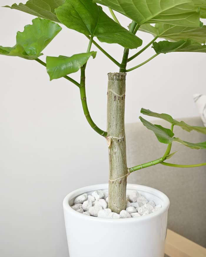 Amazon｜観葉植物 本物 フィカス・ウンベラータ ホワイトロングポット 