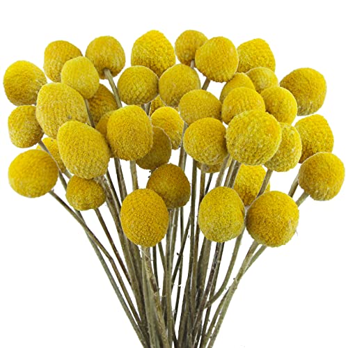 CISDUEO 40 Pcs Natural Dried Flowers Craspedia Billy Balls Flowers Billy Buttons Yellow 3cm Autumn Dried Floral Bouquet Arrangements for Fall Harvest Wedding Home Tall Vase Boho Decor