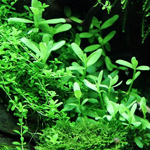 AquaOne Aquarium Pflanzen I 3X Wasserpflanzen I Nano Becken Aquarienpflanzen I Stängelpflanzen Bacopa Staurogyne Ausläufer Lilaeopsis I Set mit 3 Nanobecken Aquariumpflanzen - Image 6