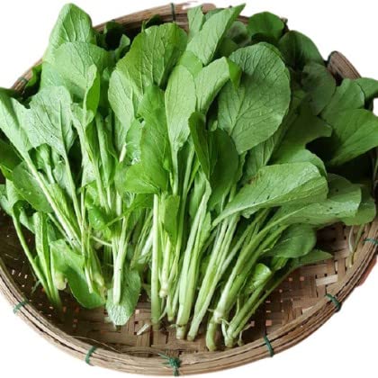 Choy Sum Seeds Brassica Integrifolia Gunsho Asian Green Seeds CAI Ngot Non-GMO Seeds (3000)
