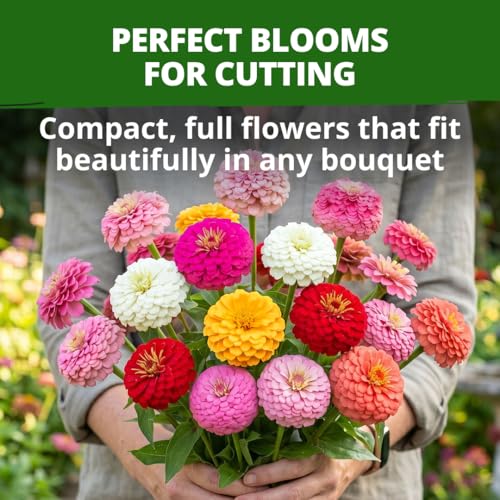 Image of HOME GROWN Zinnia Oklahoma (Zinnia elegans) Seeds, 100 Seeds, Heirloom, Non-GMO