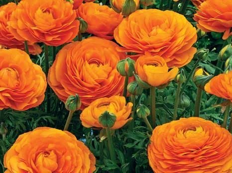 See full amazon price history chart for udanta Ranunculus/Buttercups Flower | Elegant Flower for All Season |Flower Bulbs(Pack of 2 Flower Bulbs(Orange)), (SSEDX145) udanta Ranunculus/Buttercups Flower | Elegant Flower for All Season |Flower Bulbs(Pack of 2 Flower Bulbs(Orange)), (SSEDX145) (B09LD3KBRN) Amazon Price History, Amazon Price Tracker