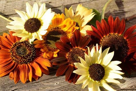 20 Mix Semi di Girasole