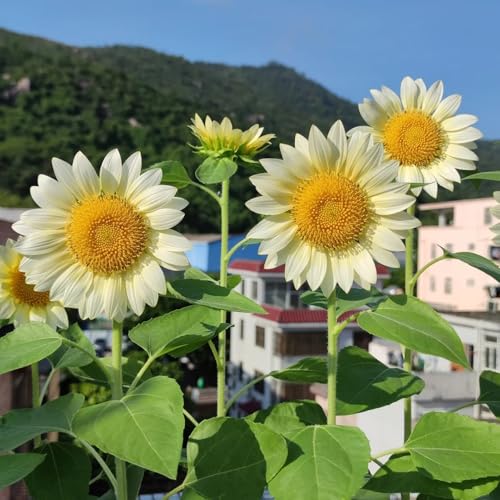 semillas de girasol de cortadas girasol perenne macizo de con orgánicas para lugares soleados raras, decoración de sala de estar, 75pcs