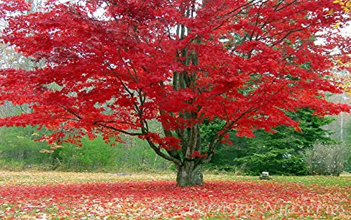Froze Red Maple Tree - 12-16Inch Tall Seedling - Quart Pot - Live Plant - Acer Rubrum #TOP4