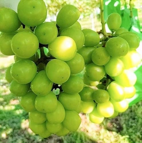 ぶどう 【箭内厳雄果樹園】 シャインマスカット 約1.8kg 2～３房 福島県 《10/上旬より出荷開始》のサムネイル