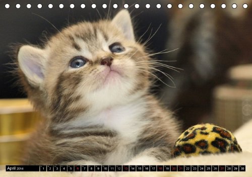 Rassekatzen (Tischkalender 2014 DIN A5 quer): Wunderschöne und liebenswürdige Samtpfoten (Tischkalender, 14 Seiten)