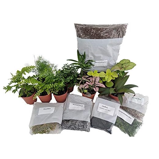 Hirt's Terrarium Kit with 5 Terrarium Plants and 5 Ferns