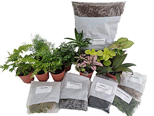 Hirt's Terrarium Kit with 5 Terrarium Plants and 5 Ferns
