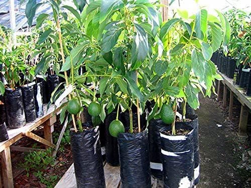 See full amazon price history chart for Cloud Farm Rare Dwarf Hass Avocado Plant Persea Americana (GRAFTED) 1 Healthy Live Plant IN GROW BAG,CF_32 Cloud Farm Rare Dwarf Hass Avocado Plant Persea Americana (GRAFTED) 1 Healthy Live Plant IN GROW BAG,CF_32 (B0D86RGG1V) Amazon Price History, Amazon Price Tracker