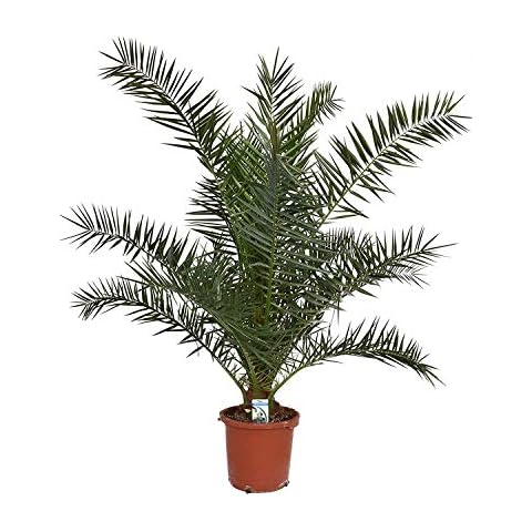 Kanarische Dattelpalme 100-120 cm - Phoenix canariensis - Phönixpalme Cover