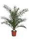 Dattelpalme Phoenix canariensis 130150 cm robuste Kübelpflanze für Garten und Balkon