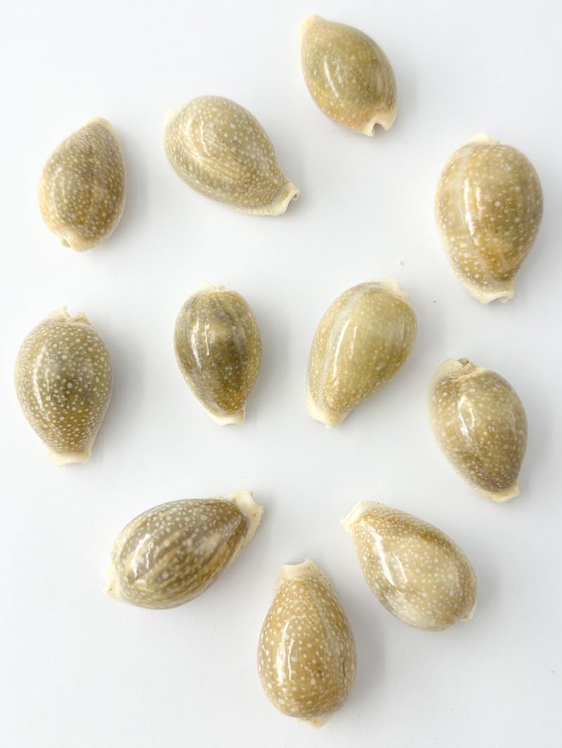 なつ様 リクエスト 10点 まとめ商品　貝殻 Amazon.co.jp: 【貝殻の問屋さん】ハツユキダカラ (貝殻のみ