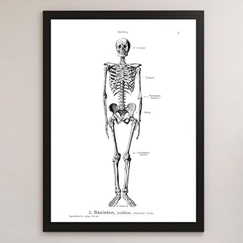 ☠️ガイコツ　医学教本　人体の骨格 ☠️ガイコツ 医学教本 人体の骨格 ☠️ガイコツ 医学教本 人体