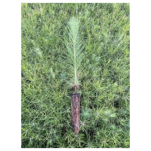 20 Live Loblolly Pine Tree Seedlings
