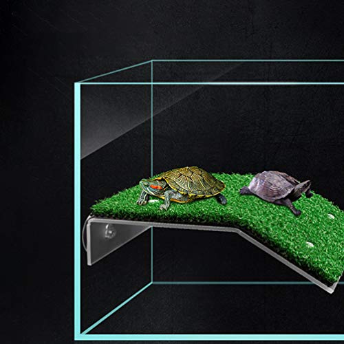 Prato Rampa Piattaforma di Arrampicata Realistico