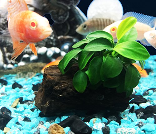 Dwarf Anubias Nana Petite On Driftwood Live Aquarium Plants Fish Tank Decorations Water Plants By Greenpro #TOP4