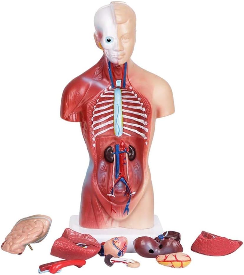 Shopps Human Torso Body Model, Removable 15 Parts Organ Structure Model, Anatomy Anatomical Internal Organs for Teaching, Schools, Hospital