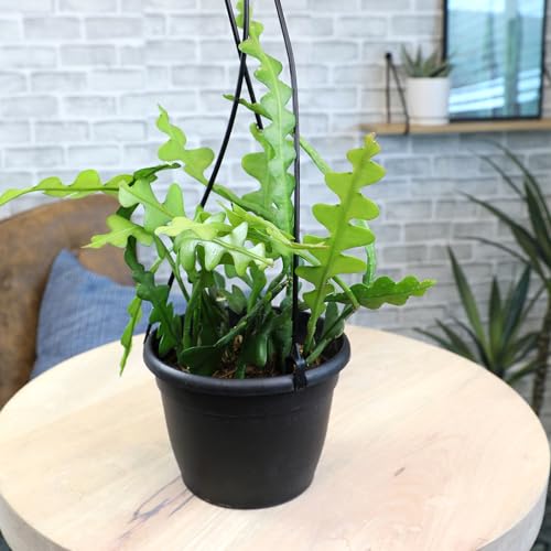 Zigzag Fishbone Cactus Plants Hanging Basket, Epiphyllum Plant, RIC Rac Cactus Plants Live Succulents Plants Live Houseplants, House Plants Indoors Live Indoor House Plants by Plants for Pets Zigzag Fishbone Cactus Plants Hanging Basket, Epiphyllum Plant, RIC Rac Cactus Plants Live Succulents Plants Live Houseplants, House Plants Indoors Live Indoor House Plants by Plants for Pets