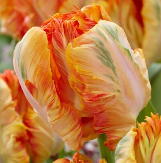 10 Parrot Tulip Bulbs for Planting - Easy to Grow Perennial Tulips (Apricot)