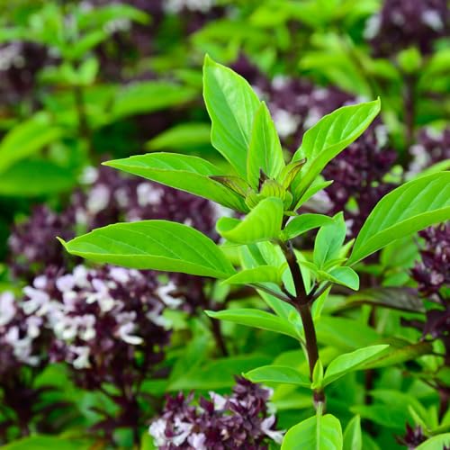 Thai Basil Seeds for Planting - 750 Heirloom Non GMO Herb Seeds - Plant Indoor/Outdoor or Hydroponics - Image 3