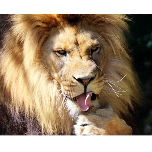ADDBIBLE® 1 Corinthians 14 - Tongues