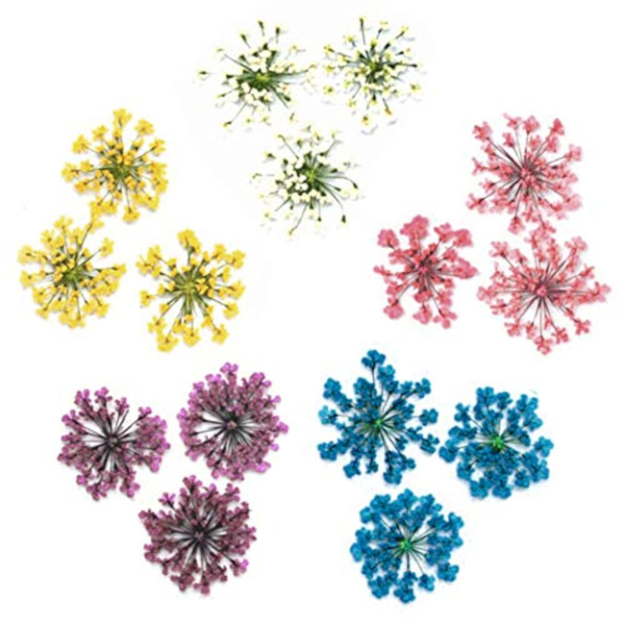 60PCS Real Dried Flower Creative DIY Pressed Flower Kit